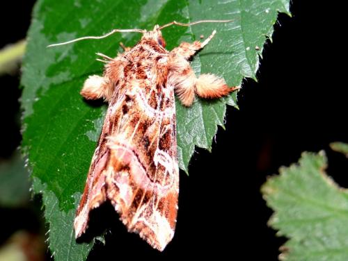 Callopistria juventina